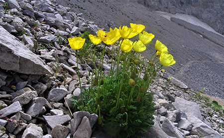 SENTIERO DEI FIORI ‘Claudio Brissoni’ ad anello da Capanna 2000 il 9 luglio 2020 - FOTOGALLERY